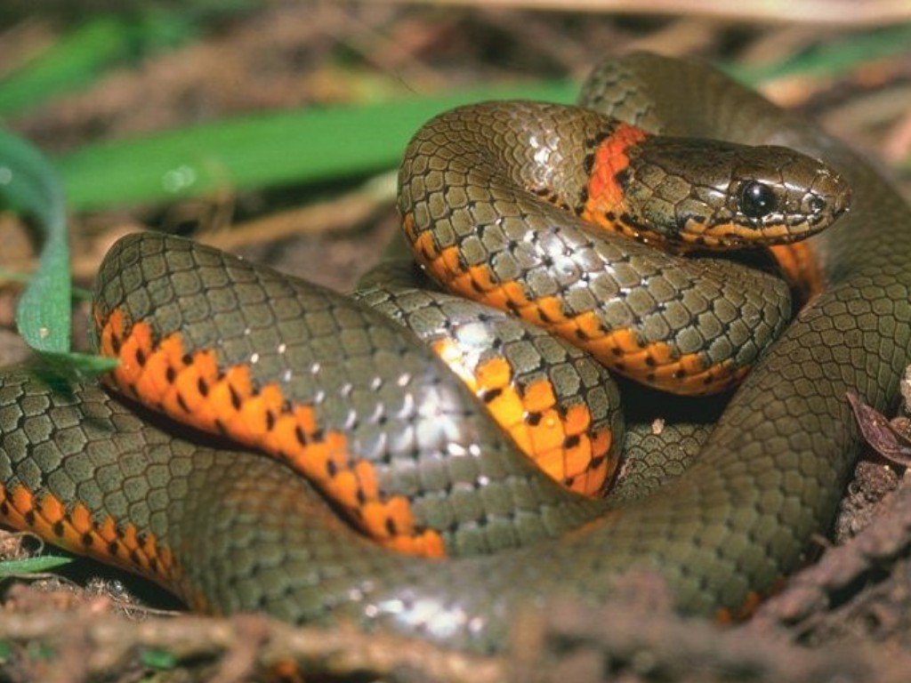 Fonds d'cran Animaux Serpents 