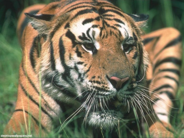 Fonds d'cran Animaux Flins - Tigres Wallpaper N39216