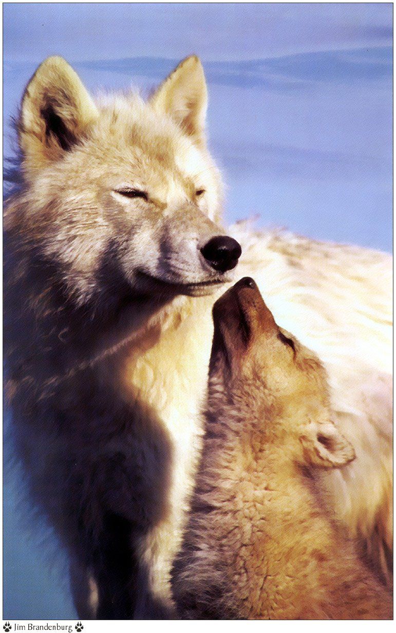 Fonds d'cran Animaux Loups 