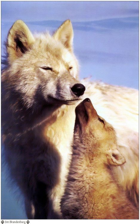 Fonds d'cran Animaux Loups Wallpaper N38918