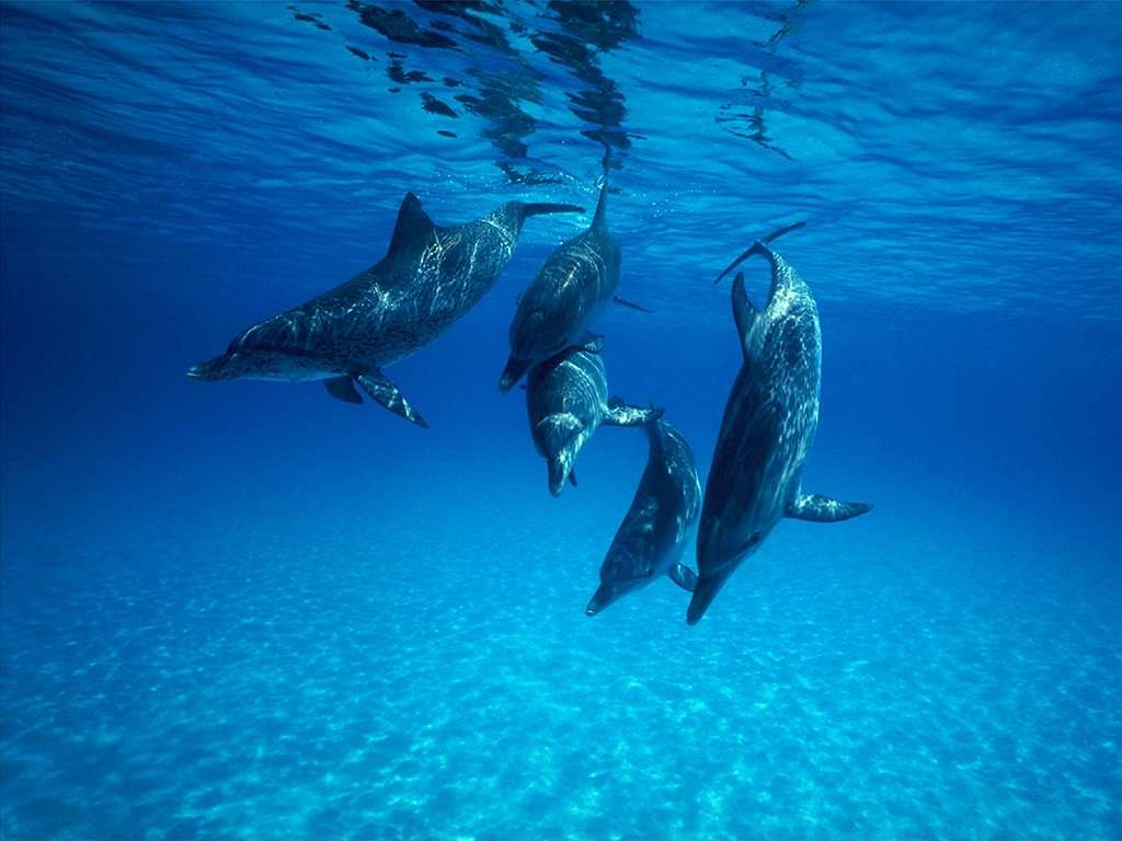 Fonds d'cran Animaux Vie marine - Dauphins 