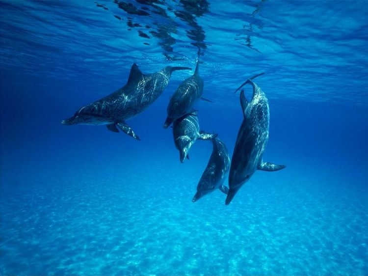 Fonds d'cran Animaux Vie marine - Dauphins Wallpaper N38733