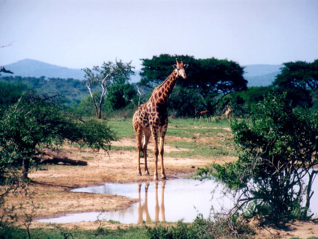 Fonds d'cran Animaux Girafes 