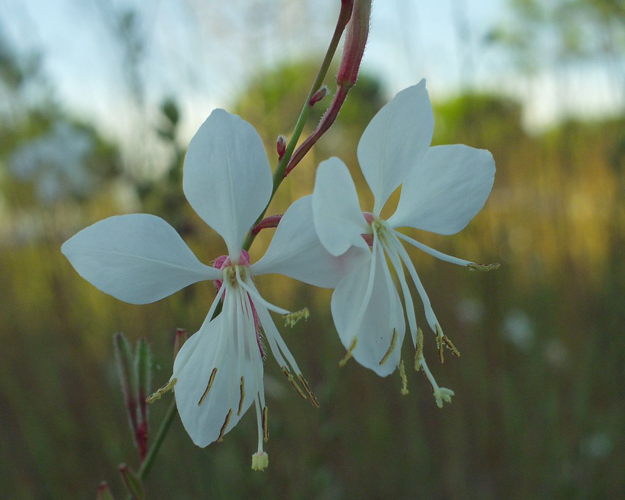 Fonds d'cran Nature Fleurs 