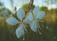 Fonds d'cran Nature Image sans titre N39643