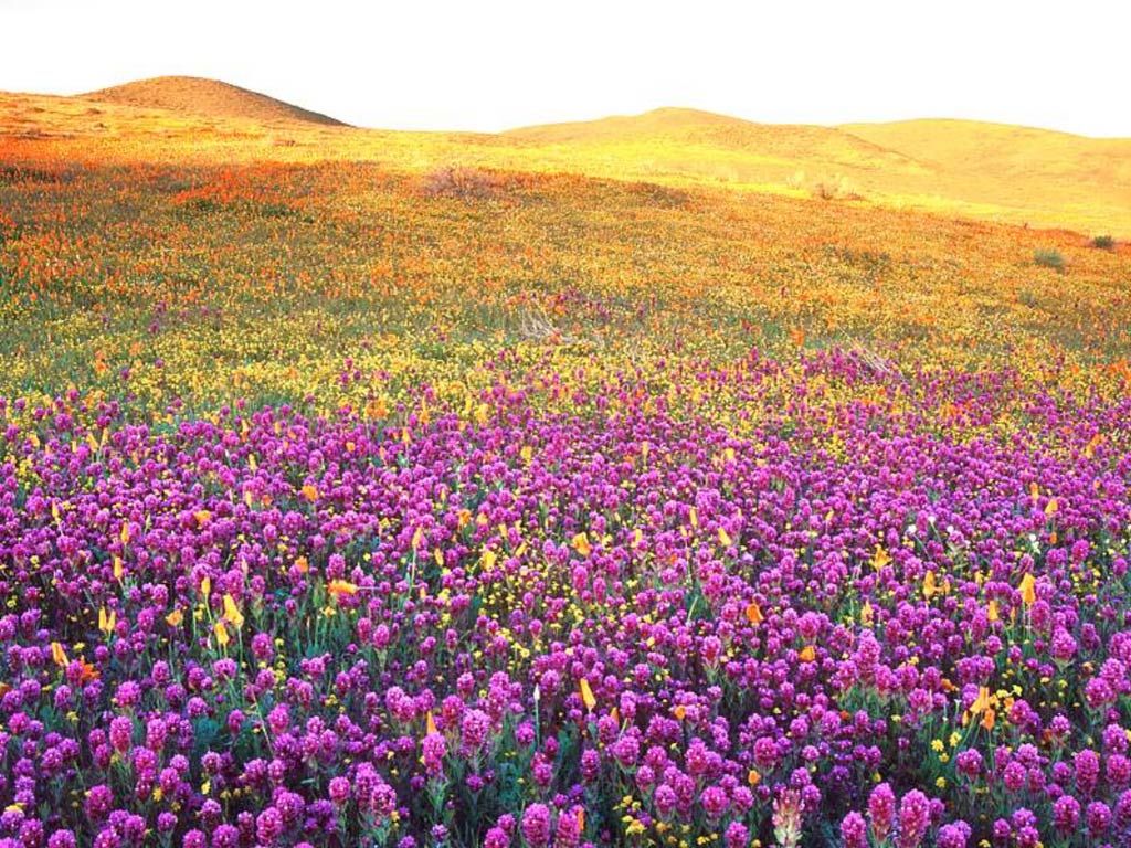 Fonds d'cran Nature Fleurs 