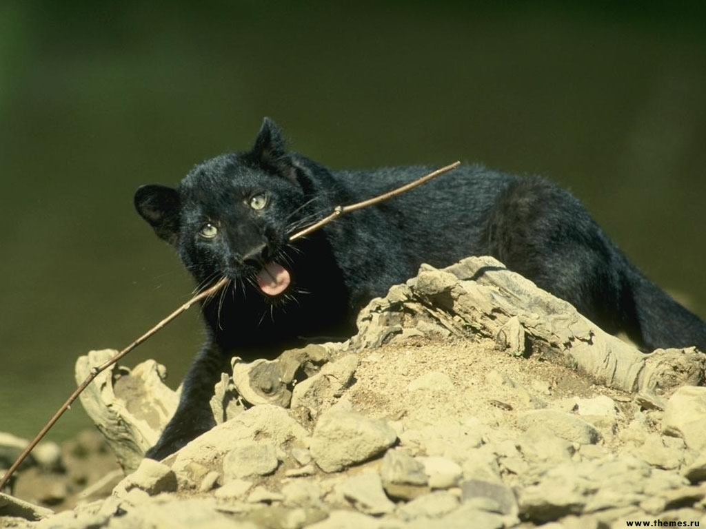 Wallpapers Animals Felines - Black panthers 