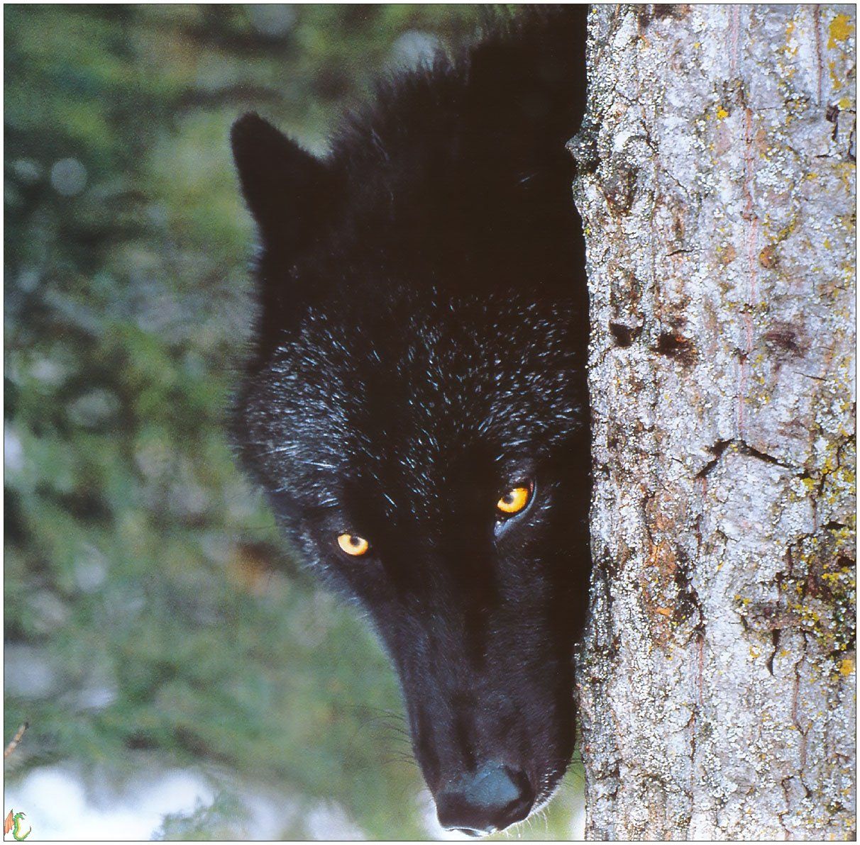 Fonds d'cran Animaux Loups 