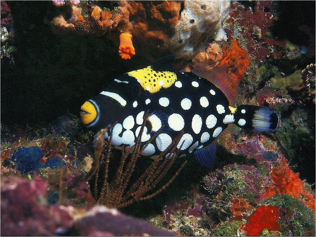 Fonds d'cran Animaux Vie marine - Poissons 