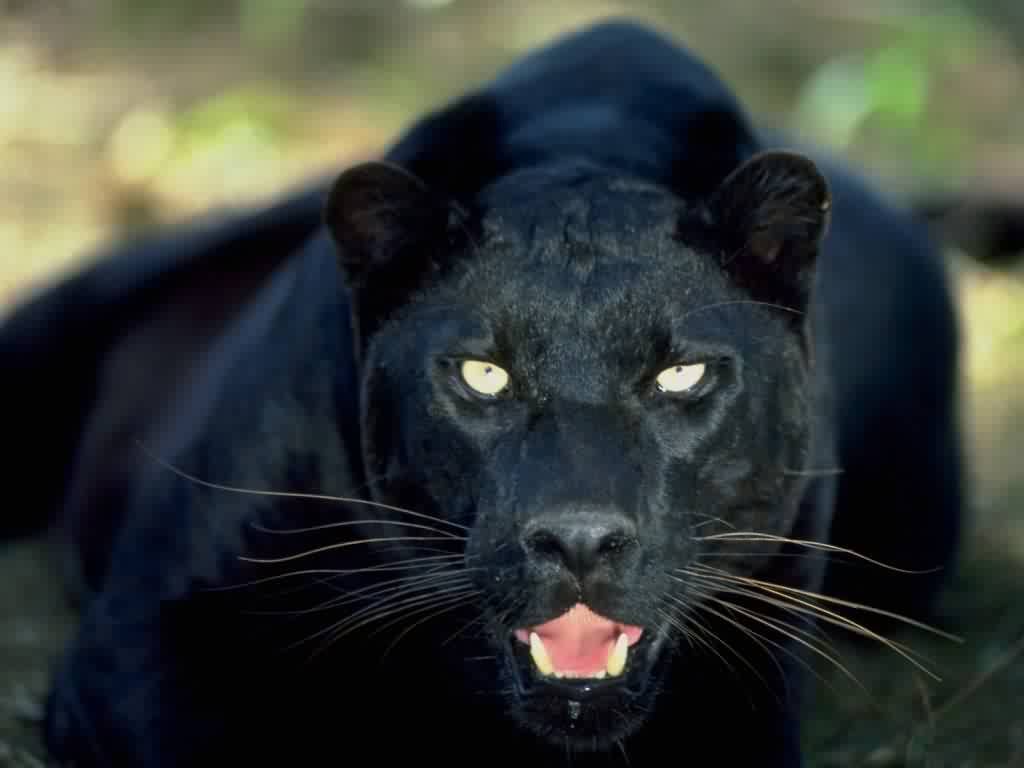 Wallpapers Animals Felines - Black panthers 