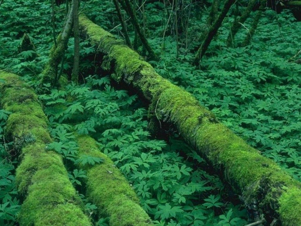 Fonds d'cran Nature Arbres - Forts 