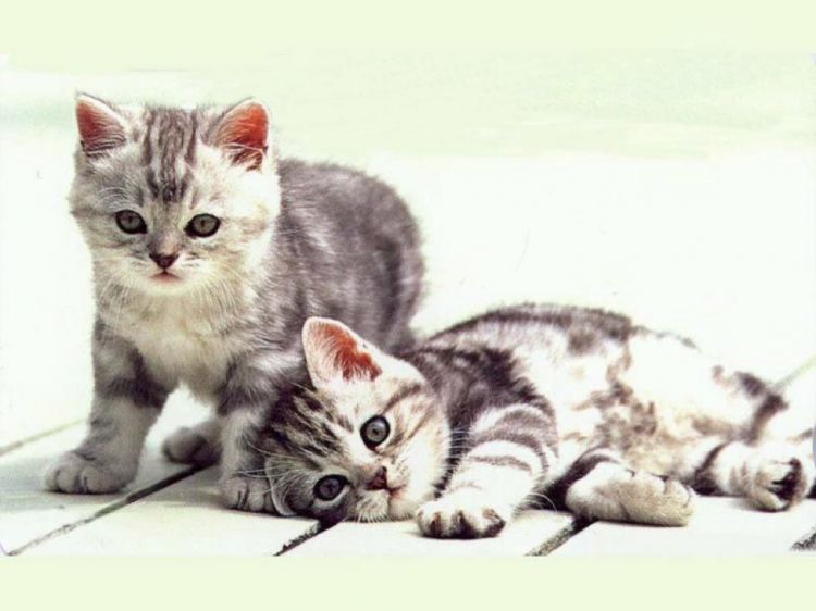 Fonds d'cran Animaux Chats - Chatons Wallpaper N38633