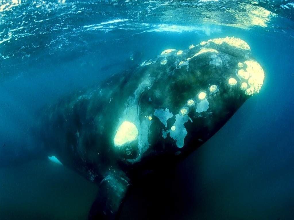 Wallpapers Animals Sealife - Whales 