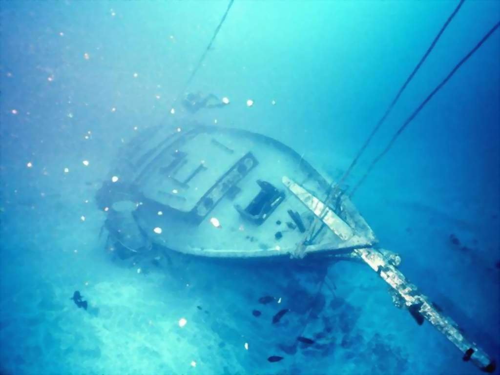 Fonds d'cran Animaux Vie marine - Divers 