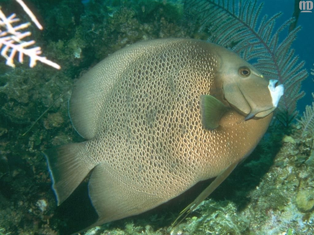 Fonds d'cran Animaux Vie marine - Poissons 