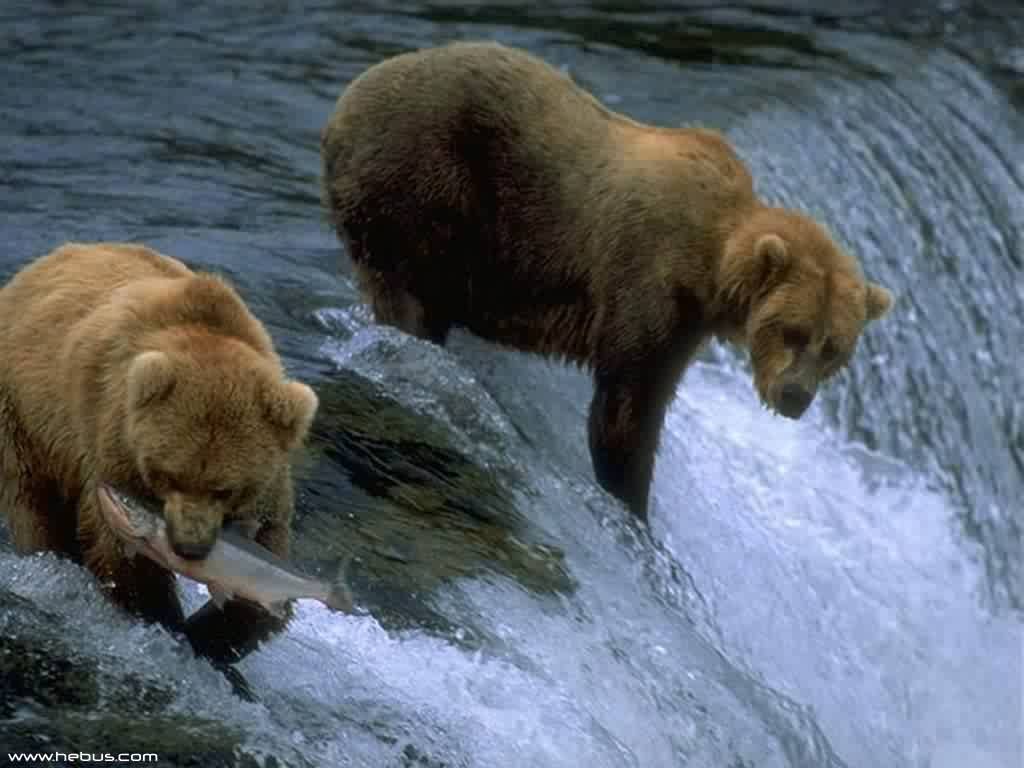 Wallpapers Animals Bears 