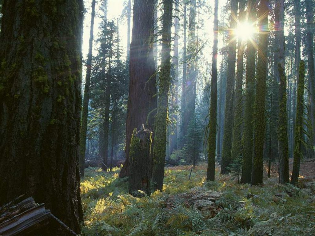 Fonds d'cran Nature Arbres - Forts 