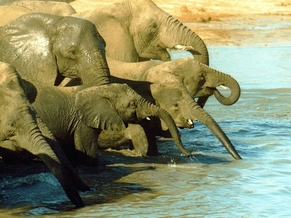 Wallpapers Animals Elephants 