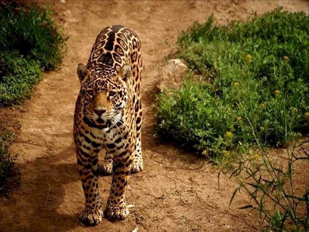 Wallpapers Animals Felines - Jaguars 