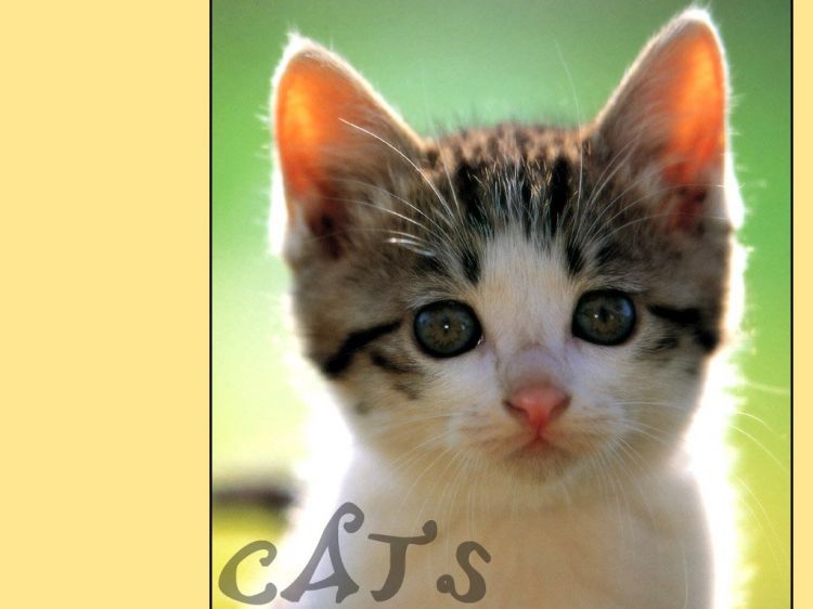 Fonds d'cran Animaux Chats - Chatons Wallpaper N38665