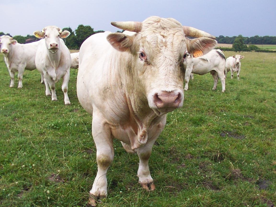 Fonds d'cran Animaux Vaches - Taureaux - Boeufs 