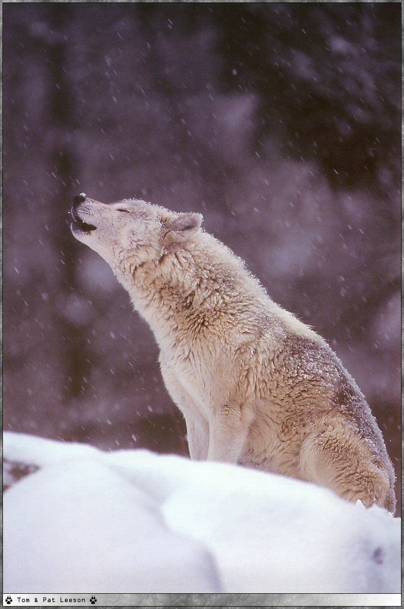 Wallpapers Animals Wolves 