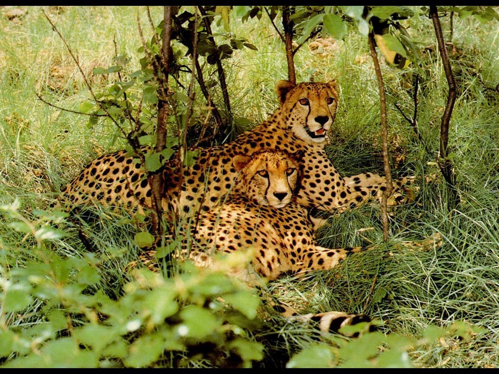 Wallpapers Animals Felines - Cheetahs 