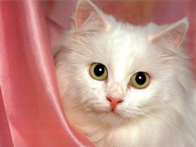 Fonds d'cran Animaux Chats - Chatons Wallpaper N38647