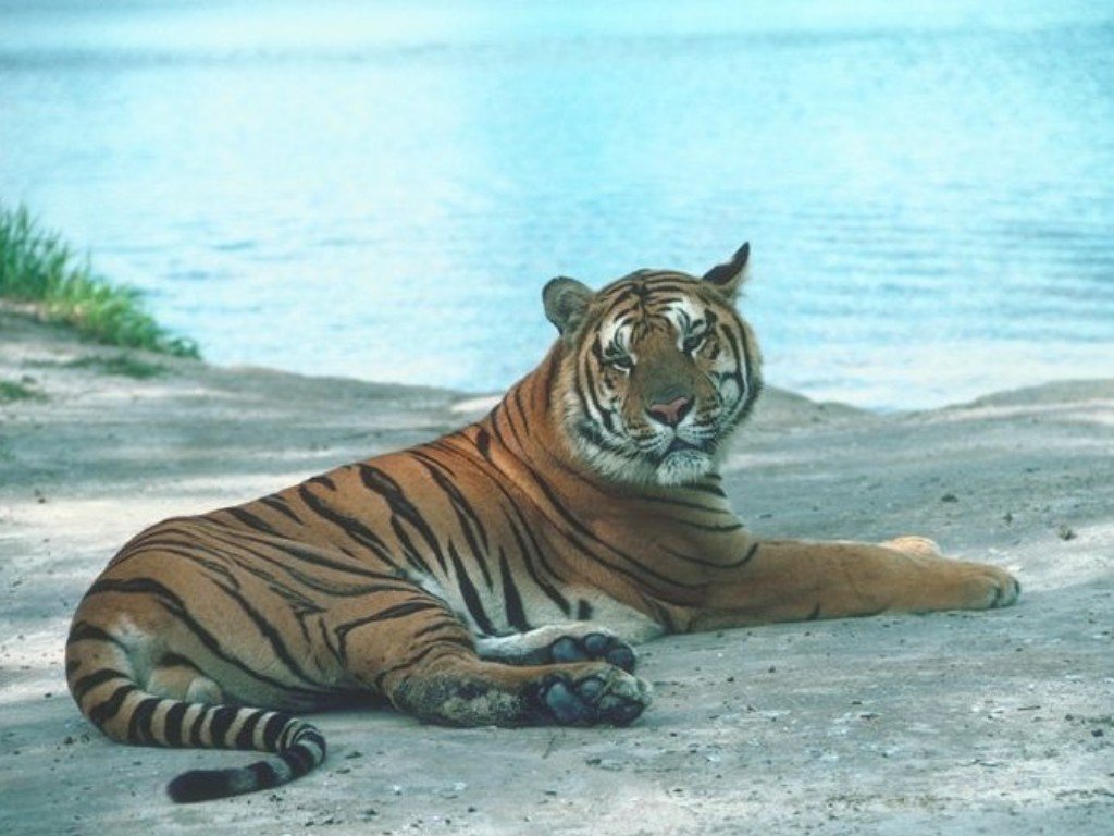 Fonds d'cran Animaux Flins - Tigres 