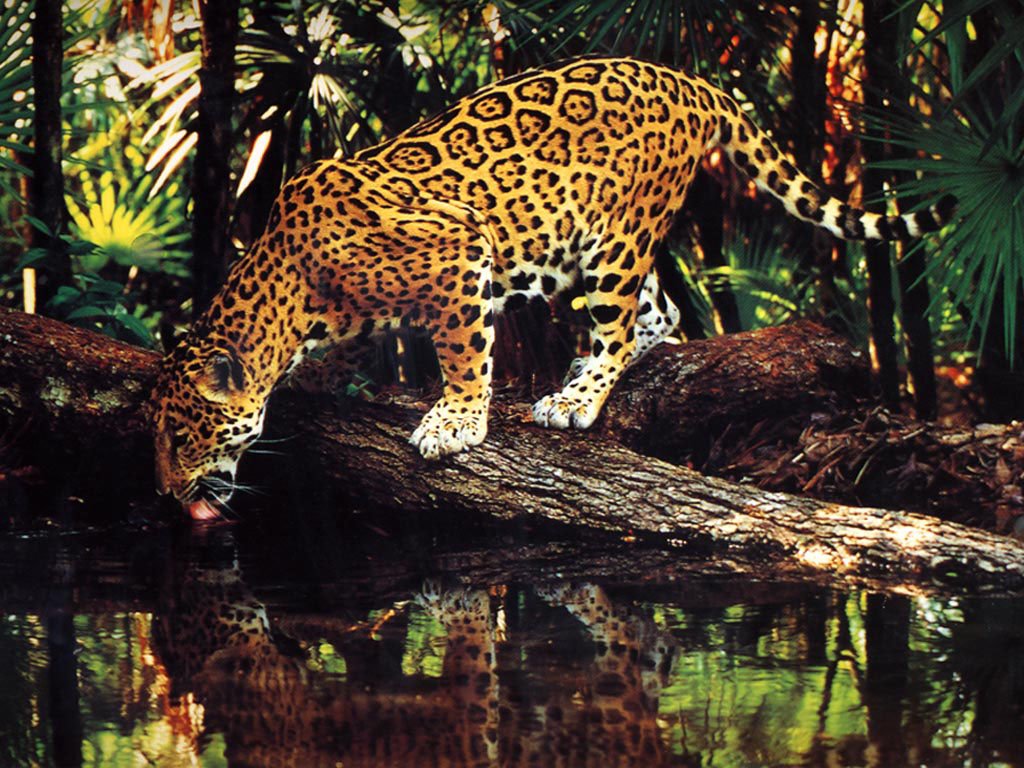 Wallpapers Animals Felines - Jaguars 