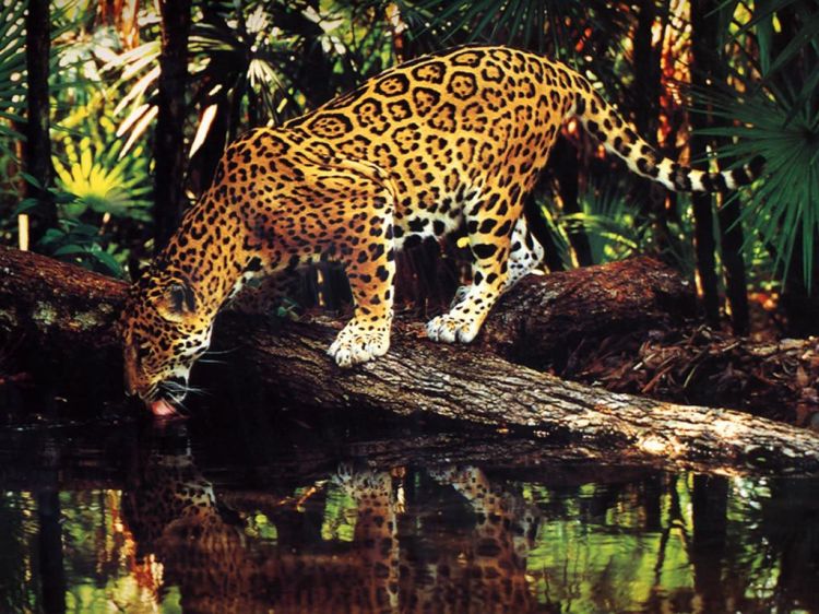 Wallpapers Animals Felines - Jaguars Wallpaper N38839