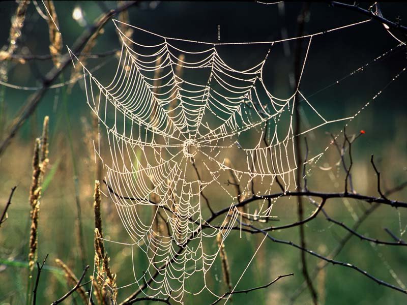 Fonds d'cran Nature Arbres - Forts 