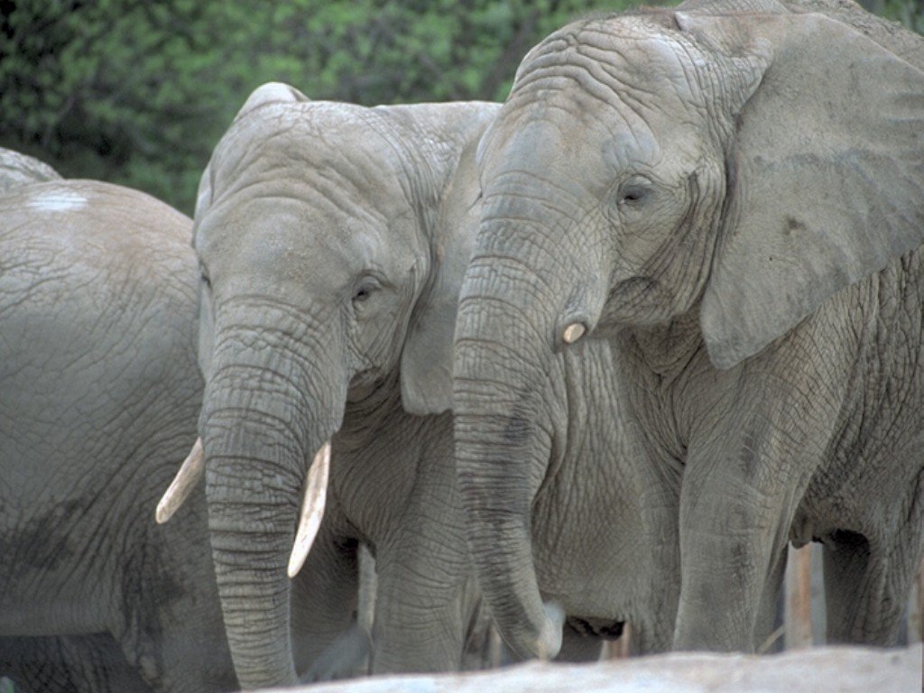 Wallpapers Animals Elephants 