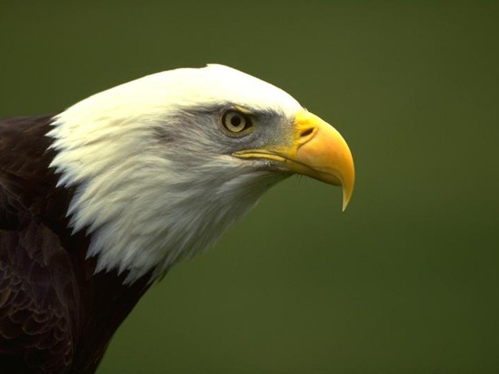 Wallpapers Animals Birds - Eagles 