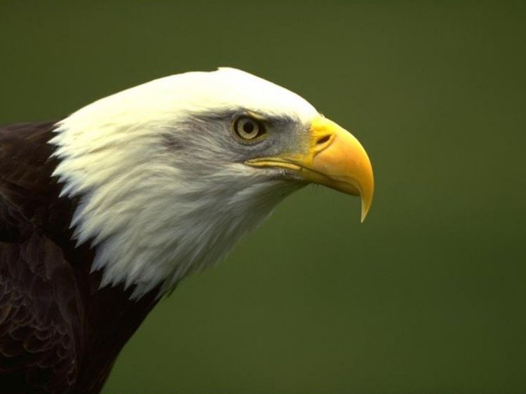 Wallpapers Animals Birds - Eagles Wallpaper N39038