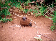 Fonds d'cran Animaux Image sans titre N38810