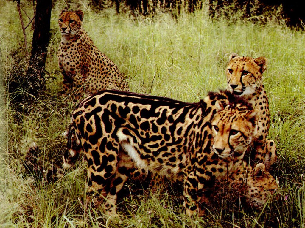 Wallpapers Animals Felines - Cheetahs 