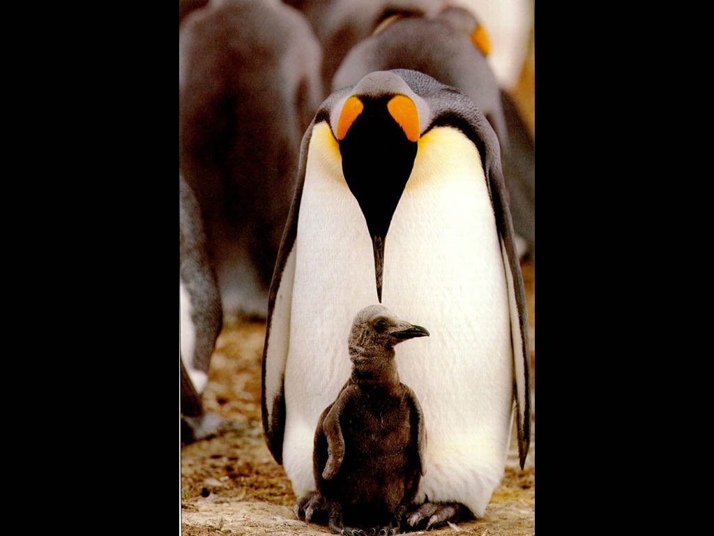 Fonds d'cran Animaux Oiseaux - Pingouins 