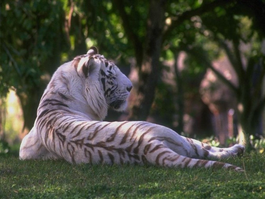 Wallpapers Animals Felines - Tigers 