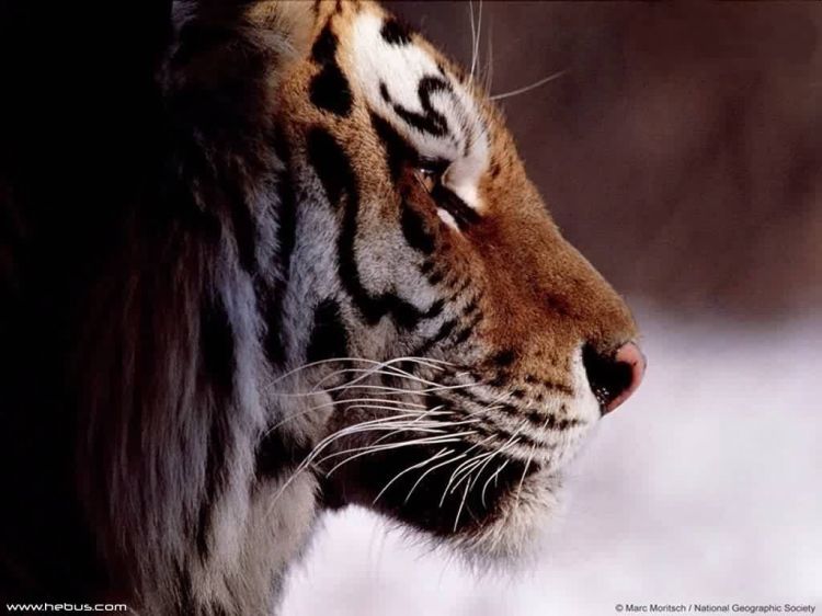 Fonds d'cran Animaux Flins - Tigres Wallpaper N39230