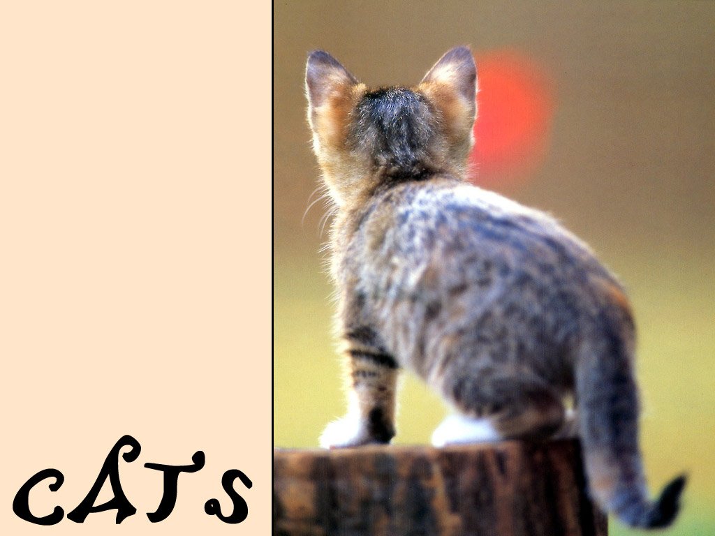 Wallpapers Animals Cats - Kittens 