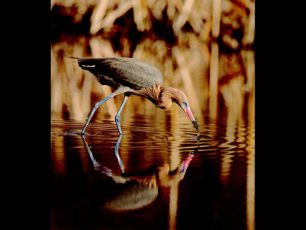 Fonds d'cran Animaux Oiseaux - Divers 