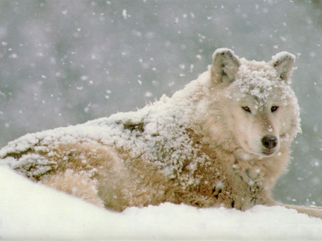 Fonds d'cran Animaux Loups 