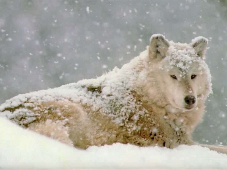 Fonds d'cran Animaux Loups Wallpaper N38908