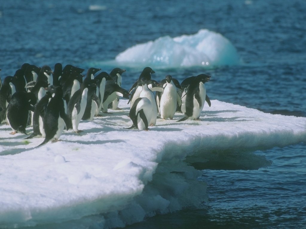 Fonds d'cran Animaux Oiseaux - Pingouins 