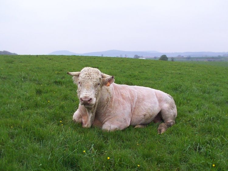 Fonds d'cran Animaux Vaches - Taureaux - Boeufs Wallpaper N39324