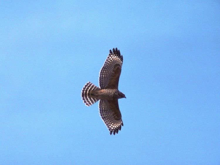 Fonds d'cran Animaux Oiseaux - Faucons Wallpaper N39062