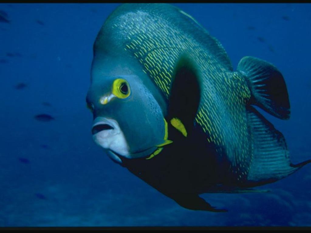 Fonds d'cran Animaux Vie marine - Poissons 