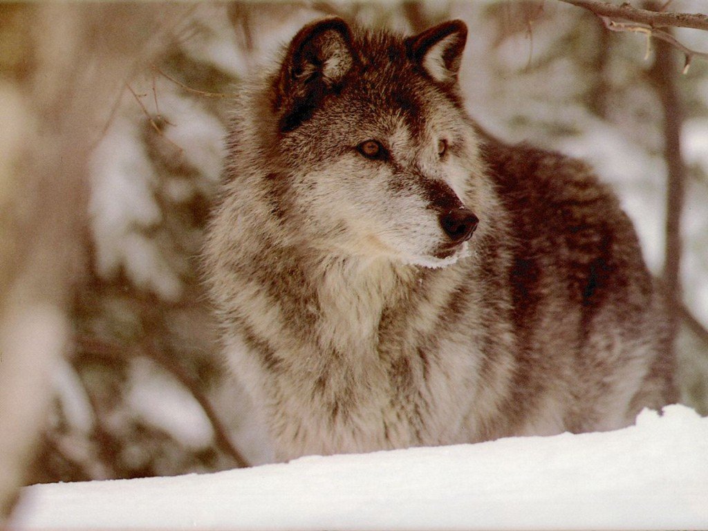 Wallpapers Animals Wolves 