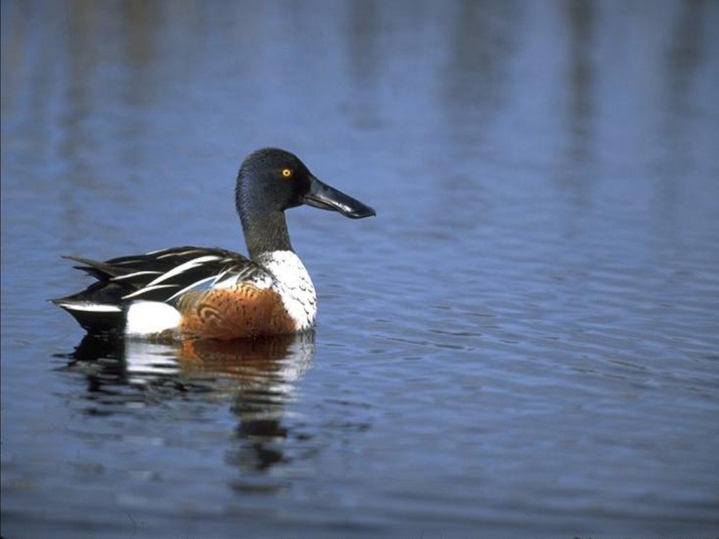 Wallpapers Animals Birds - Ducks 